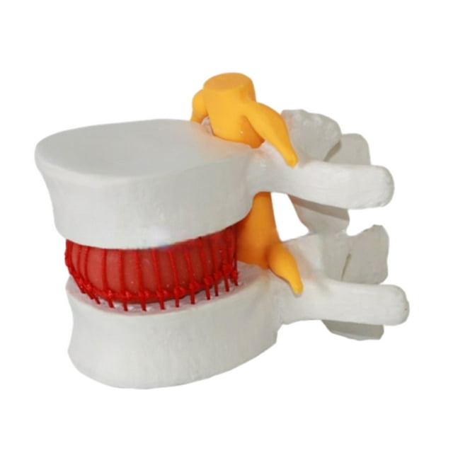 keepw Realistic Appearance Lumbar Vertebrae Model Durable And Reliable white 1Set