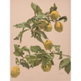 thumbnail image 2 of Alice Bailly 19x24 Gold Ornate Framed and Double Matted Museum Art Print Titled - Lemonal Watercolor, 2 of 4