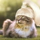 thumbnail image 4 of Peluca Para Mascotas Gato Peluca Perro Rubio Cola De Caballo Peluca Sombreros Para Mascotas Disfraces Para Fiestas De Disfraces Cateissary HA035552-00, 4 of 6