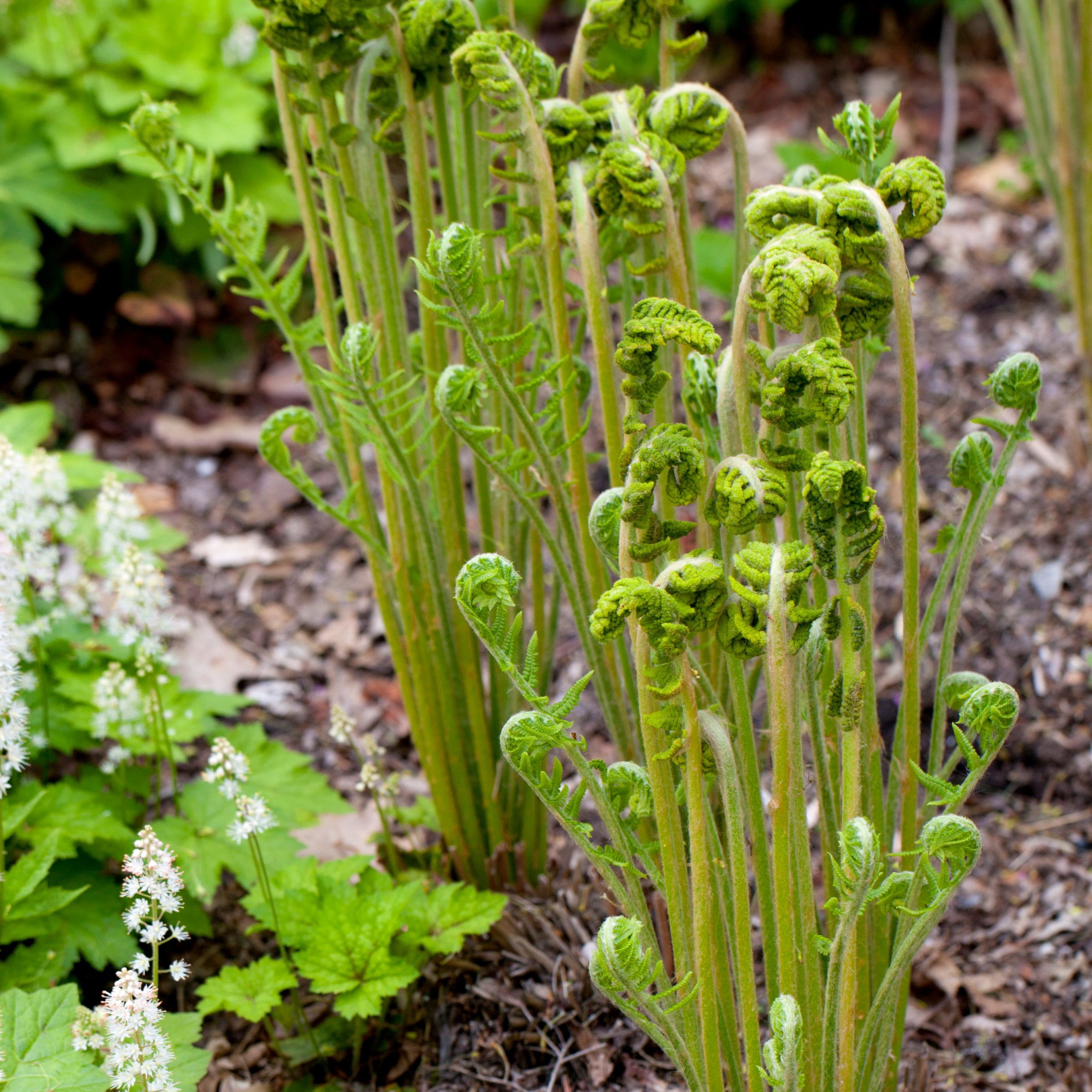 2.5 in Live Perennial Cinnamon Fern - 3 Piece