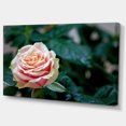 thumbnail image 2 of Fleur de Rose Rouge et Orange Gros Plan - Impression sur Toile Florale, 2 of 3