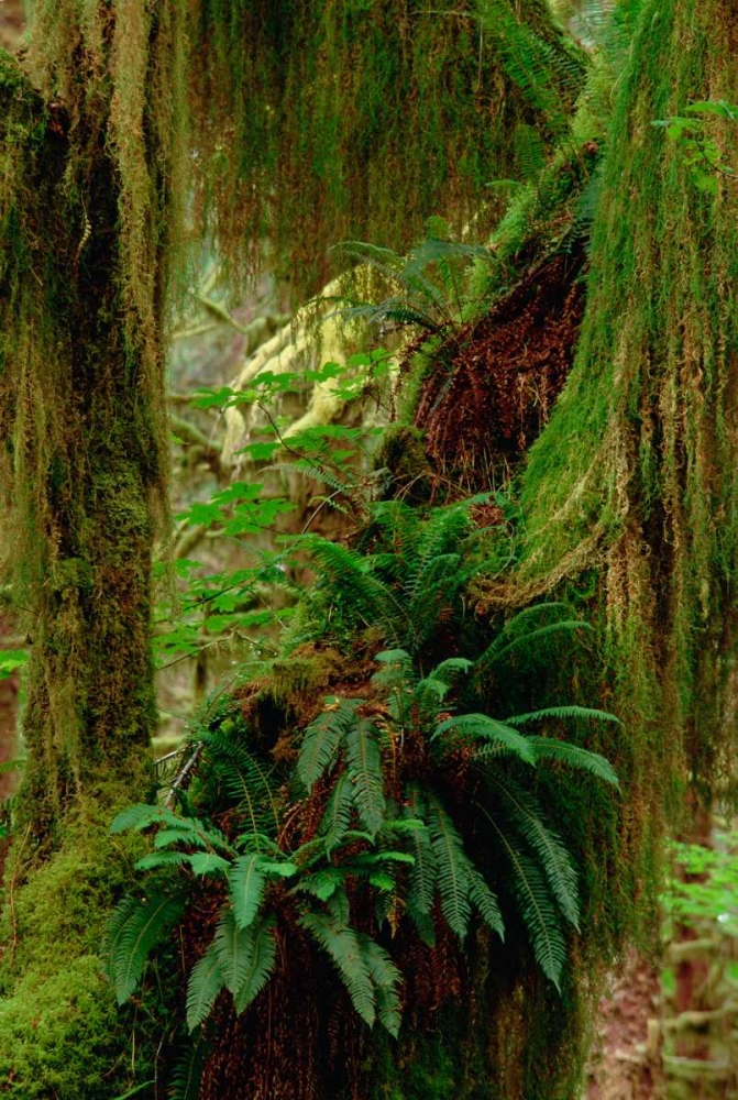 Epiphytic Sword Fern temperate rainforest North America Poster Print by ...