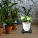 thumbnail image 4 of Bandeja para macetas con ruedas Bandeja para plantas con ruedas Soporte para plantas con ruedas Base rodante para plantas Plantas de interior Bandeja para macetas Soporte para macetas, 4 of 6