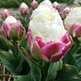 thumbnail image 4 of Double Scoop Ice Cream Tulips, 6 Bulbs - Red & White Flowers - Attracts Bees & Butterflies - Spring Blooming, Easy to Grow & Maintain, 4 of 6
