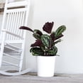 thumbnail image 6 of United Nursery Live Calathea Medallion Plant 28-32 inches Tall in 9.25-inch Grower Pot, 6 of 10
