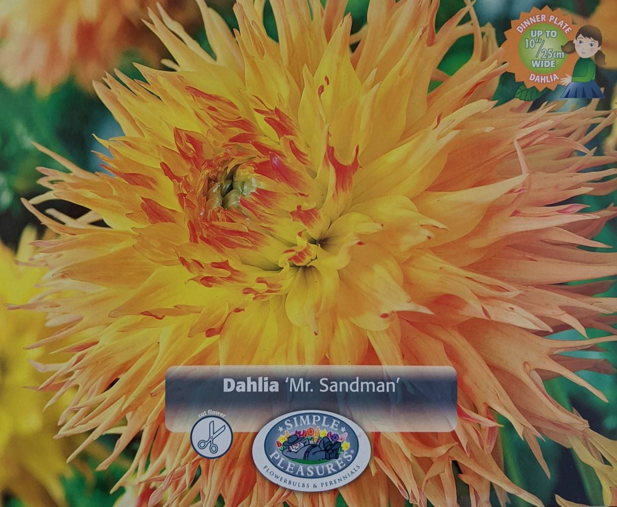 Mr. Sandman Fubuki Dahlia Huge Dinnerplate Fimbriata Flower 1 Size