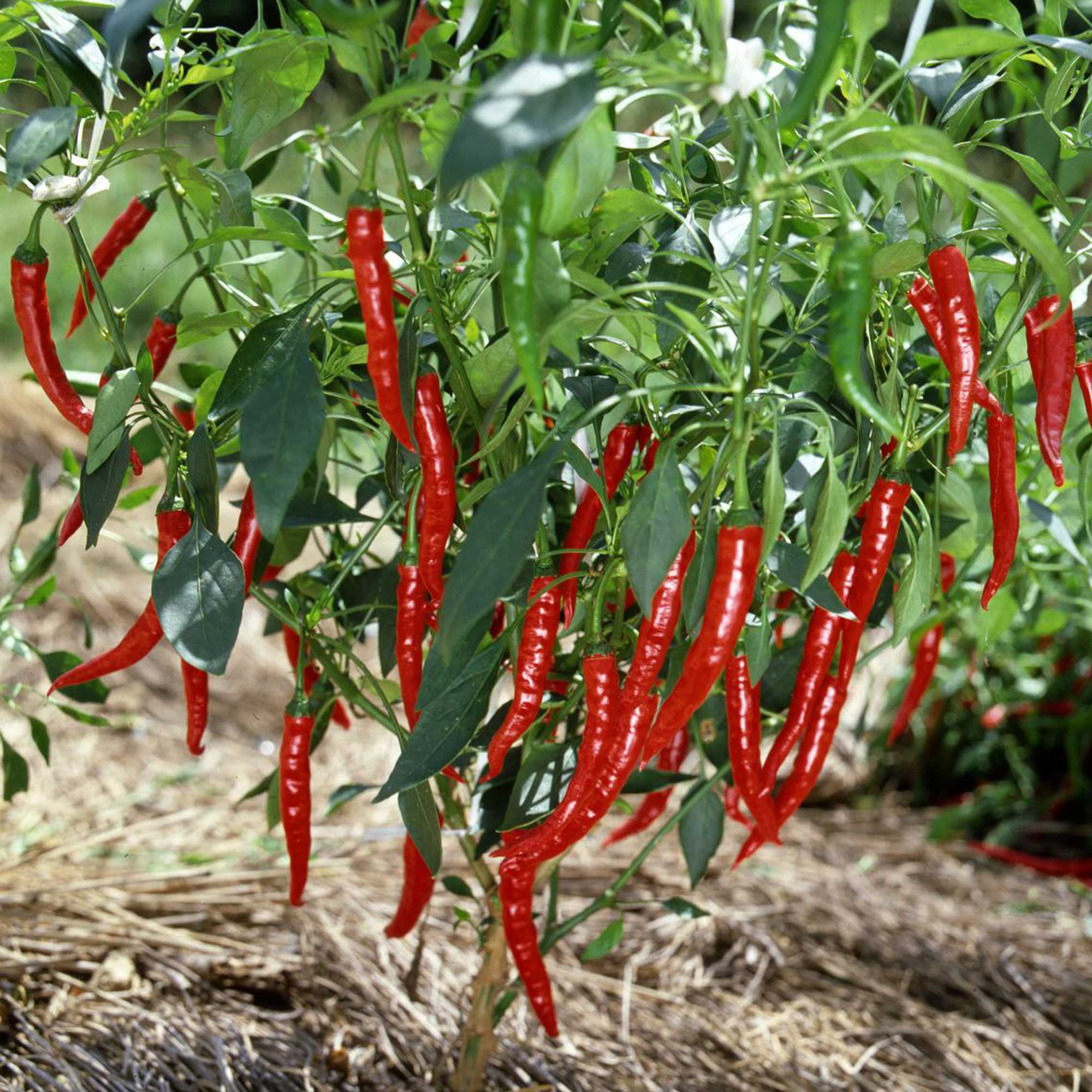 Pepper Seeds Hot Japanese Sapporo 1 Oz 4000 Seeds NonGMO