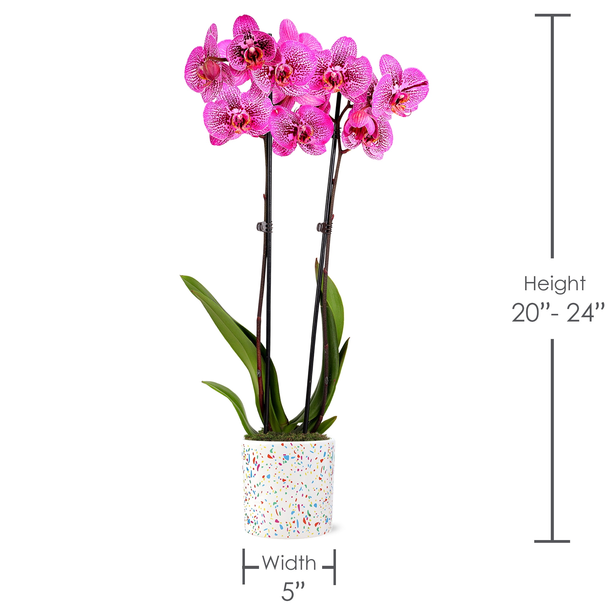 Green Circle Growers 5" Kaleidoscope Prism Rose Orchid, Live Indoor Decorative Orchid Plant