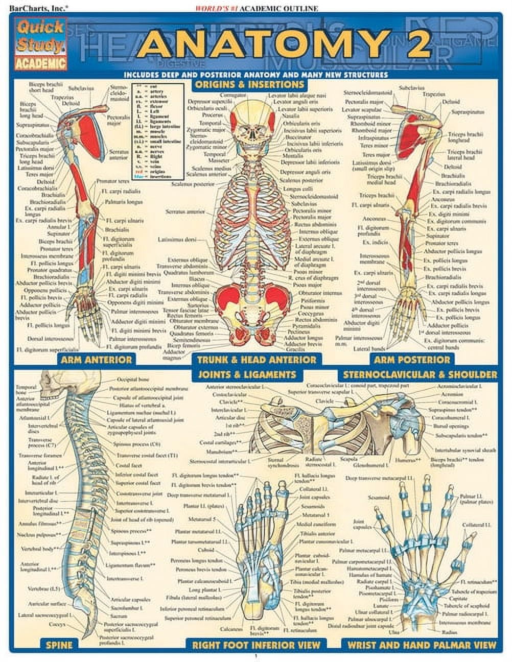anatomy-physiology-flash-cards-walmart-com for Free Printable Anatomy And Physiology Flashcards Anatomy & Physiology Flash Cards - Walmart.com for Free Printable Anatomy And Physiology Flashcards