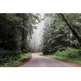 thumbnail image 2 of Highsmith, Carol 32x23 Gold Ornate Wood Framed with Double Matting Museum Art Print Titled - Redwood National and State Park on U.S. 101 in Northern California, 2 of 4