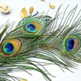 thumbnail image 2 of 10 pcs Peacock Feathers in Bulk 16-18inch(40-45 cm) Bulk for DIY Craft, Wedding, Halloween Decoration, 2 of 6