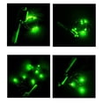 thumbnail image 4 of LJNYFDC Fishing Tackle Fishing Rod Light High Brightness Waterproof Battery Operated Energy Saving Simple Installation Fishing Pole Glow LED, 4 of 6