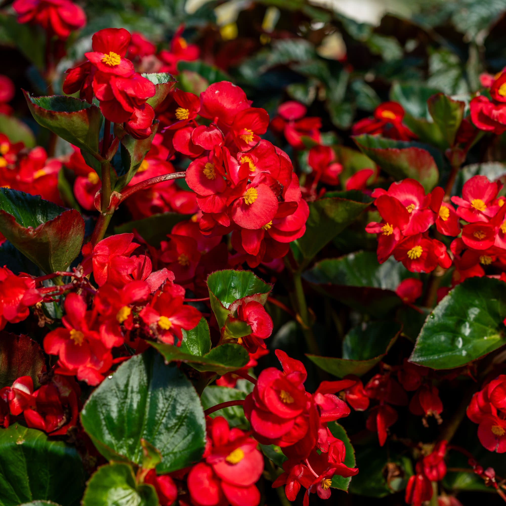 Proven Winners 4" Red Surefire Cherry Cordial Begonia Live Plant in 4.25" Pot (4 Count)
