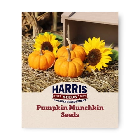 Harris Seeds Munchkin Pumpkin, Mini Orange Decorative Pumpkin Variety, Non-GMO, 25 Count