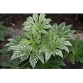 thumbnail image 3 of Spider's Web Fatsia japonica - Japanese Aralia - Indoor - 2.5" Pot, 3 of 3