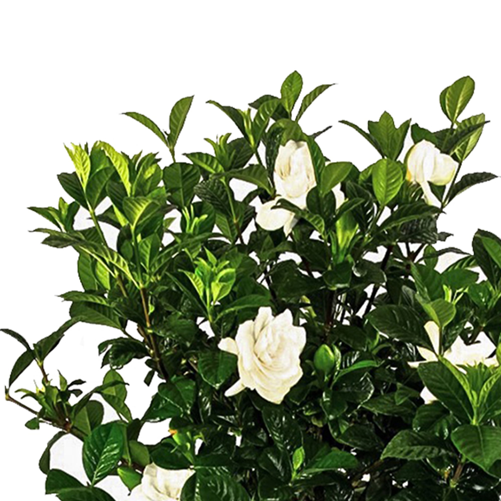 United Nursery Live Aimee Gardenia Standard Plant 34-40 inches Tall in 10-inch Grower Pot