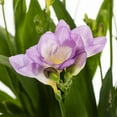 thumbnail image 2 of Better Homes & Gardens 2QT Freesia Nano Livorno Live Perennial Plant Partial Sun, 2 of 6