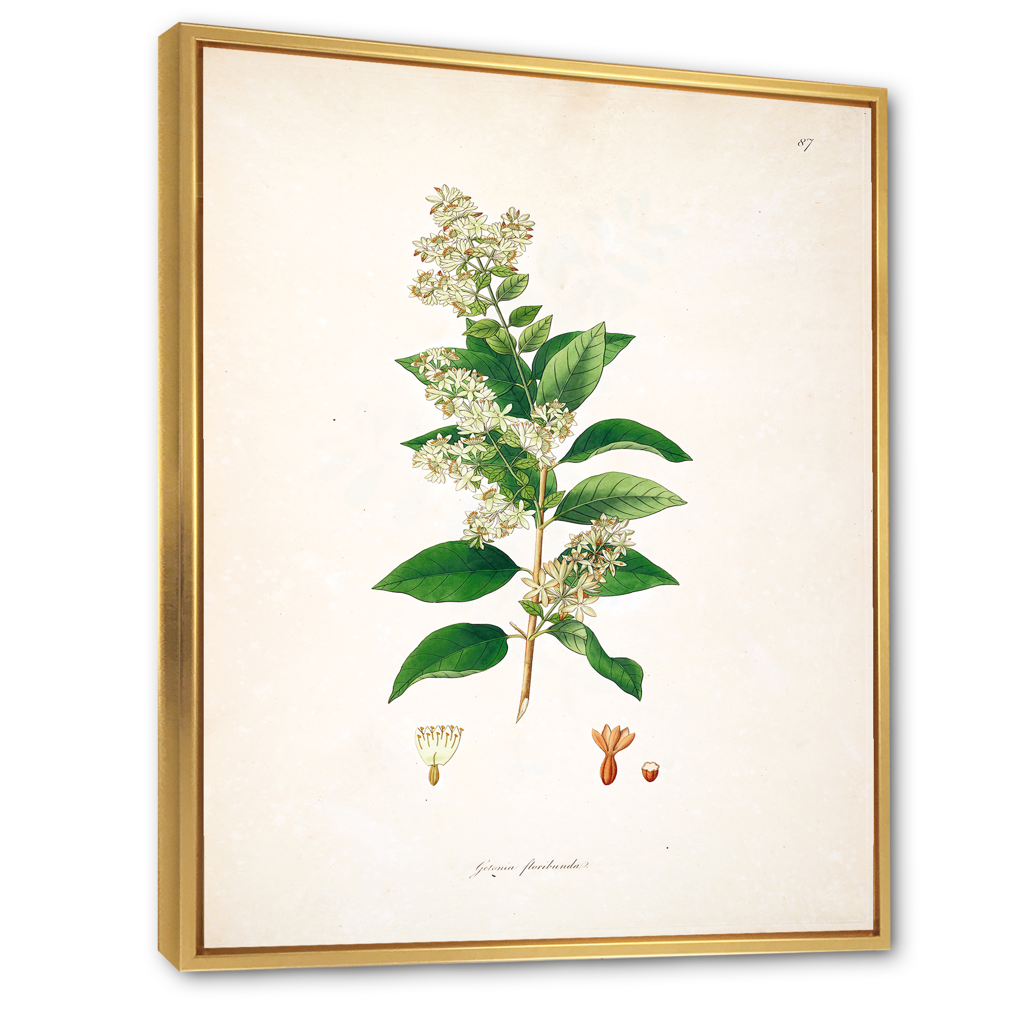 Designart 'Ancient Botanicals XVII' Farmhouse Framed Canvas Wall Art Print
