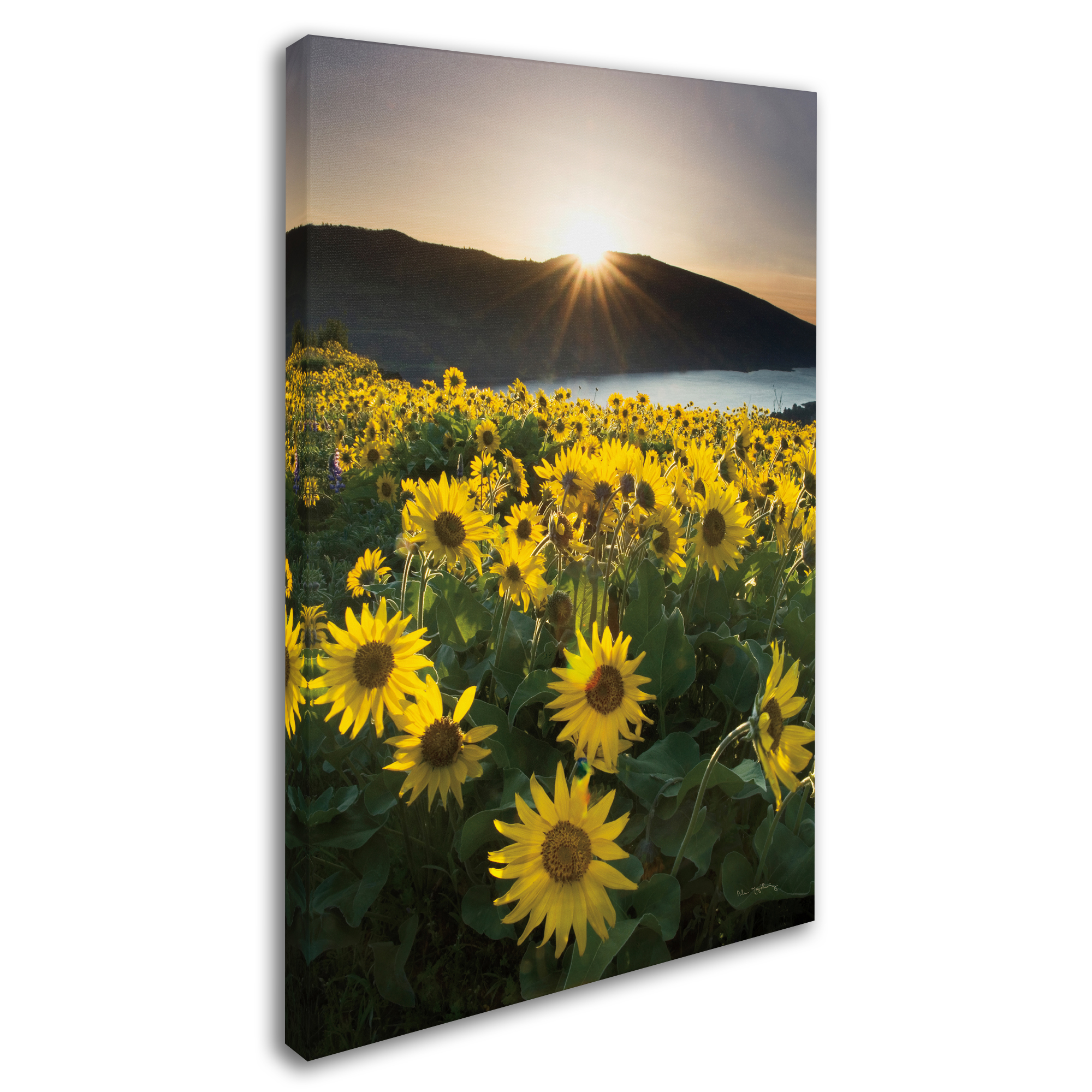 Trademark Fine Art 'Columbia River Gorge Sunrise' Canvas Art by Alan Majchrowicz