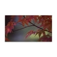 thumbnail image 2 of Gango Home Decor Sunlight Maple II by Rita Crane (Printed on Paper); One 36x18in Fine Art Paper Giclee Print, 2 of 4