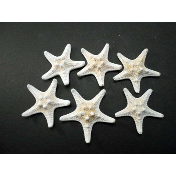 Set of 6 White Knobby Starfish for Beach Wedding Crafts and Decor 2"- 3" Nautical Coastal Beach Cottage Decor