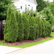 Brighter Blooms - Emerald Green Arborvitae, 1-2 ft. - No Shipping to AK, AZ, HI, OR
