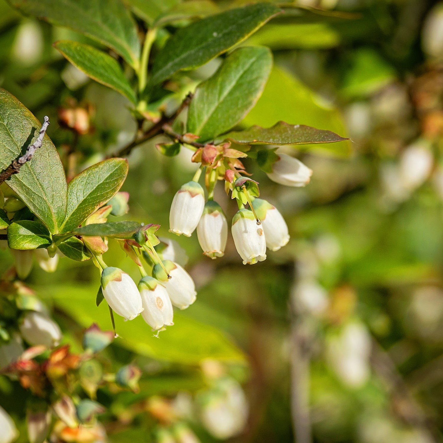Expert Gardener 3-4 ft tall Austin Rabbiteye Blueberry Live Shrub in 7-Gallon Grower Pot
