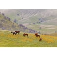thumbnail image 2 of Paulson, Don 24x17 Gold Ornate Wood Framed with Double Matting Museum Art Print Titled - USA, California, Caliente Horses in meadow, 2 of 4