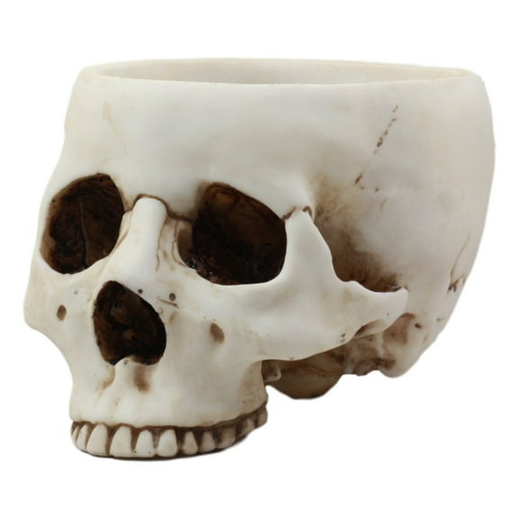 Ebros Gift Day Of The Dead Bone Skull Bowl Figurine 6.75"Long Skeleton Head Gardening Planter Sculptural Vessel Treat Container Decorative Bowl