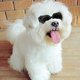 thumbnail image 3 of Dog Goggles Stylish Waterproof Anti-ultraviolet Sunglasses For Doggie Puppy, 3 of 3