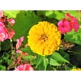 thumbnail image 3 of TomorrowSeeds - Canary Bird Zinnia Seeds - 1000+ Count - For 2026 Planting Yellow Zinnia Elegans, 3 of 4