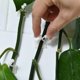 thumbnail image 4 of Clips para accesorios de pared de escalada, 100 Uds. Ganchos autoadhesivos para fijación de plantas para enredaderas de pared invisibles, fijación de plantas, tracción de enredaderas, 4 of 5