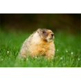 thumbnail image 1 of Posterazzi PDDCN02PCL0121 Yellow-Bellied Marmot Stanley Park British Columbia Poster Print by Paul Colangelo - 26 x 18 in., 1 of 1