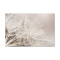 thumbnail image 4 of Soft Focus Dandelion At Sunset Seed Macro Closeup Canvas Wall Art for Home Decor Ready-to-Hang, 4 of 13