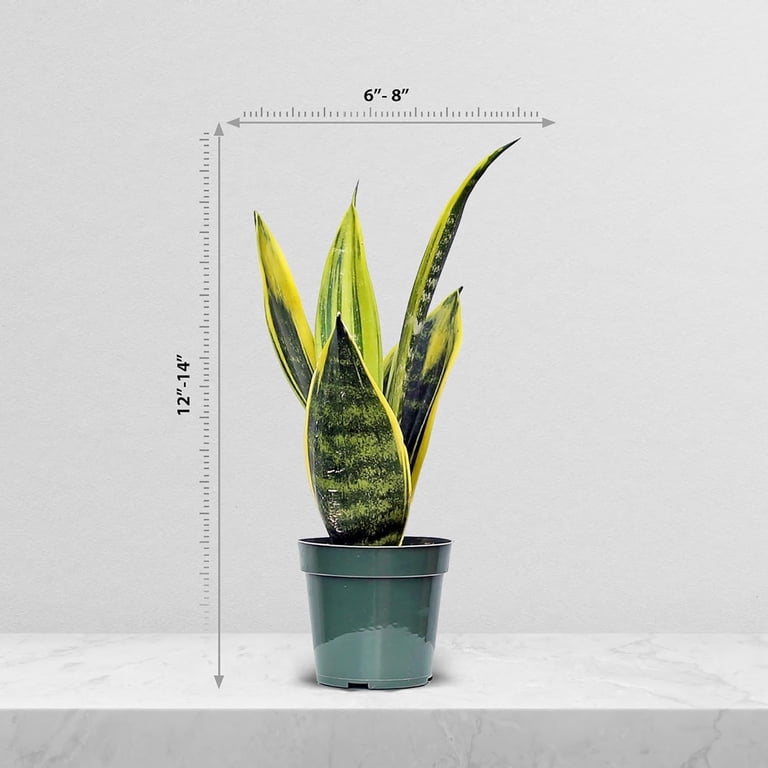 Live Snake Plant, Sansevieria Golden Flame, Mother's Day Gift, Plant Lover  Gift, Housewarming Gift, Fully Rooted Houseplant, Variegated Plant,  Co-worker Gift, Birthday Gift in 4" Pot - Walmart.com