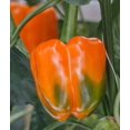 thumbnail image 6 of Orange Sun Sweet Bell Pepper Seeds, 100 Heirloom Seeds Per Packet, Non GMO Seeds, 6 of 6