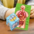 thumbnail image 2 of Milaget Human Body Organs Book, Science Classroom Demonstration Tools Toys Puzzle, Human, 2 of 7