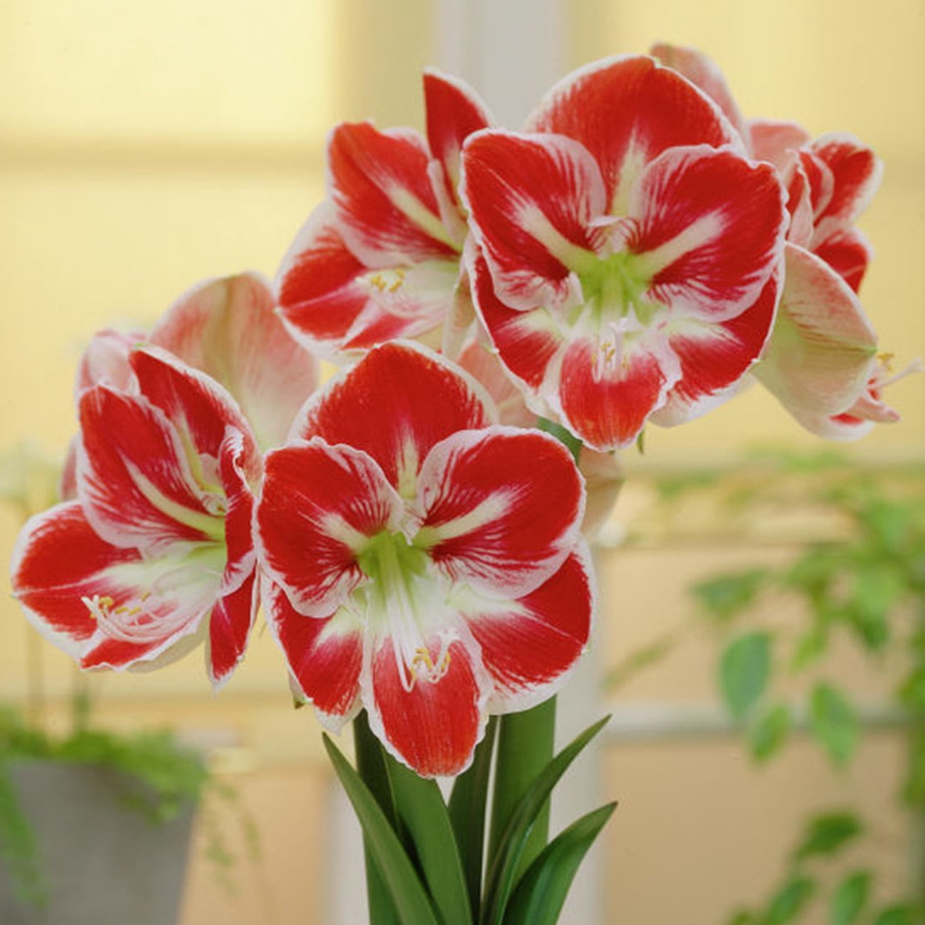 Van Zyverden Pre-Planted Amaryllis Minerva with White Cache Ceramic Planter and 1 Bulb Multicolor Partial Sun Perennial Easy to Grow 2 lbs