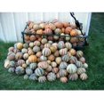 10 Rare Kajari Melon Seeds Bright Striped Melon, Compact Vines 6070 Days Till Ripe Grows