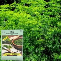 Valley Greene 350g Dill Mammoth Long Island Seeds: 2CT