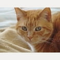 thumbnail image 2 of CafePress - Orange Cat - White Shot Glass, Unique and Funny Shot Glass, 2 of 2