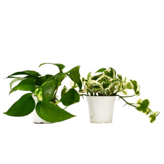 2 Pothos Variety Pack - 4" Pot, 4" Pot, Indoor Houseplant, Easy Care, Live Plant for Indoor & Outdoor