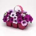 thumbnail image 2 of Outsidepride 30 Easy Wave Spreading Petunia Flowering Seed, 2 of 2