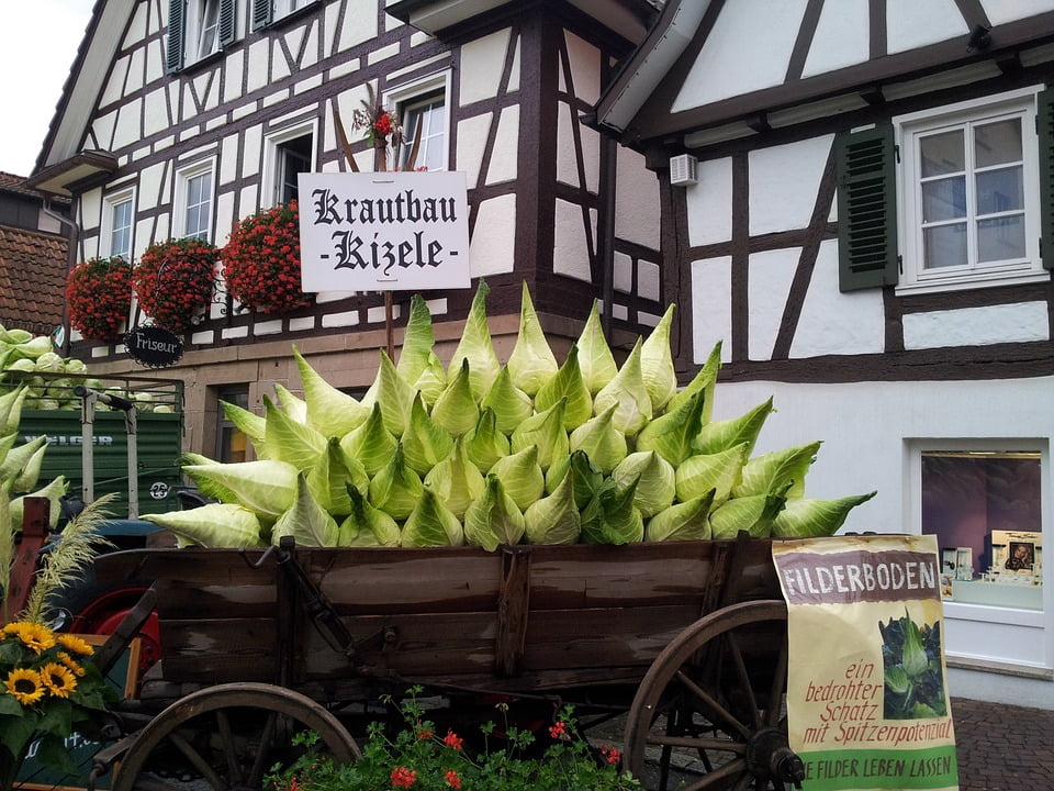 Stuttgart Herb Cabbage Festival- 12 Inch By 18 Inch ...