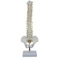 thumbnail image 1 of 45cm Human Spine With Pelvic Human Anatomical Anatomy Spine Spinal Column +stand Fexible, 1 of 5