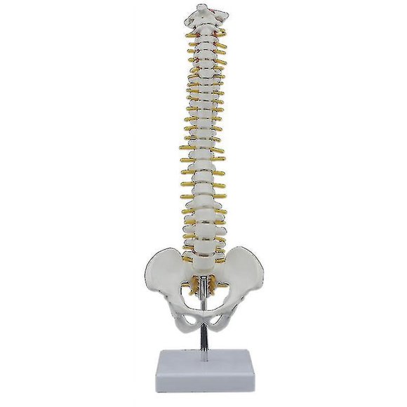 45cm Human Spine With Pelvic Human Anatomical Anatomy Spine Spinal Column +stand Fexible