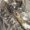Mossy Oak® Obsession®, variant on DSG Outerwear Women's Bexley 3.0 Ripstop Tech Hunting Shirt Realtree APX XXS