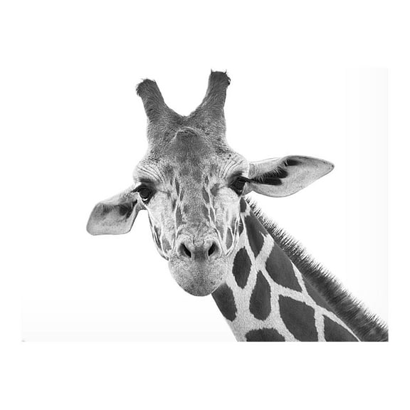 Lori Hutchison 'Giraffe' Canvas Art