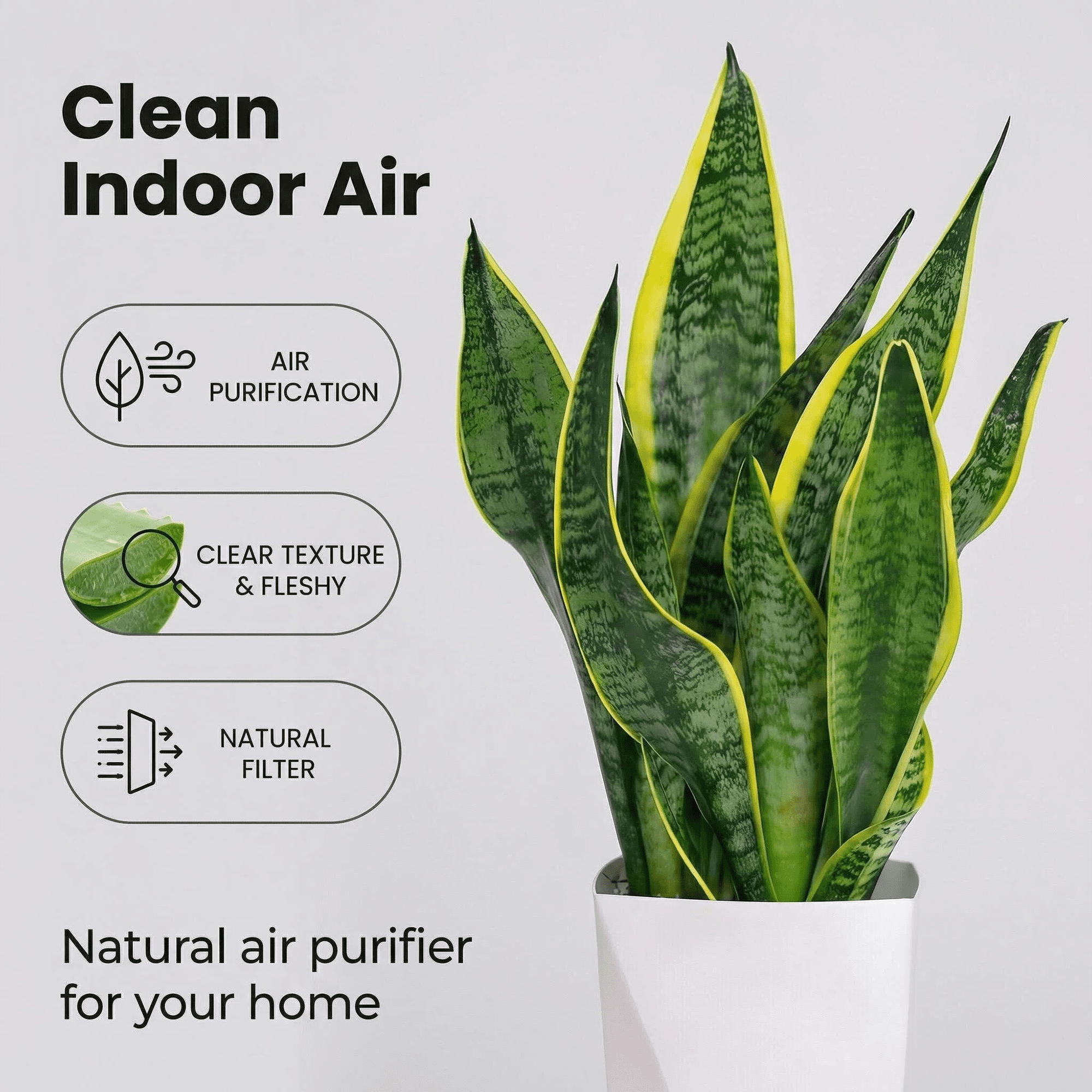 Snake Plant Indoor Potted Plant 12 Inch, Sansevieria Mother in Law Tongue, Easy Care Low Light Air Purifying Plant for Home Office Desk Décor