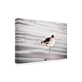 thumbnail image 2 of Blue Palomino 'Peeking Piper' Canvas Art, 2 of 3